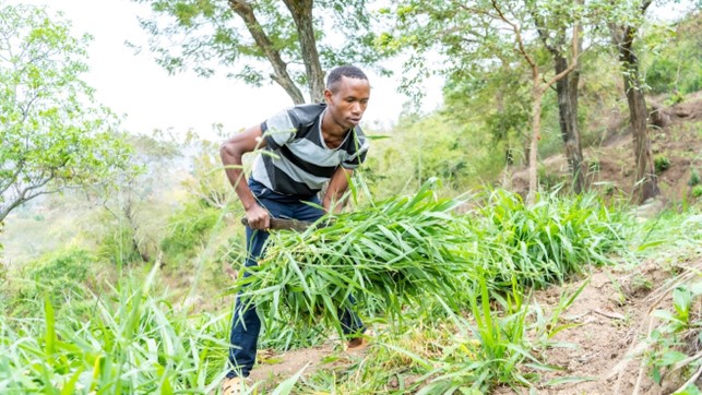 Impact story image for Milking cash from pasture