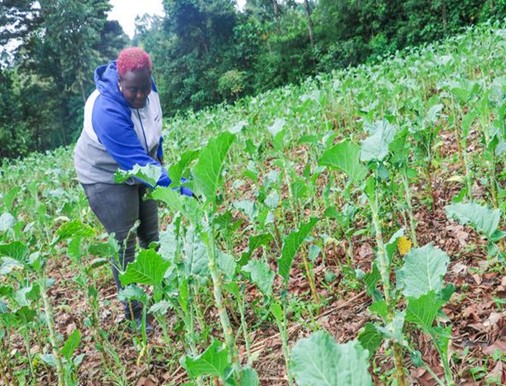 Empowering A Community Through Sustainable Agribusiness: Nancy Kavinya’s Story  banner image