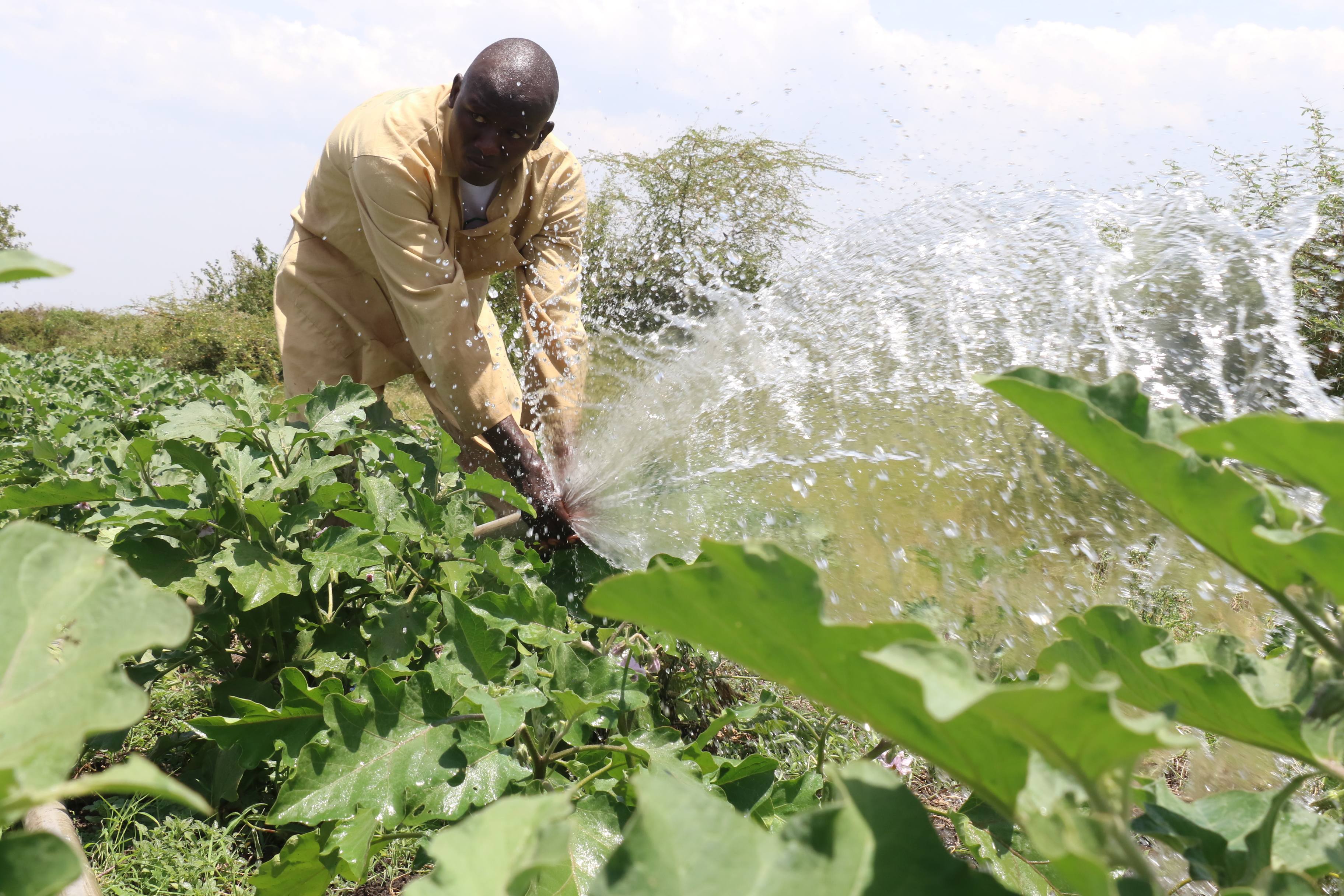 Reshaping Kenyan Agriculture for Dignified Youth Livelihoods